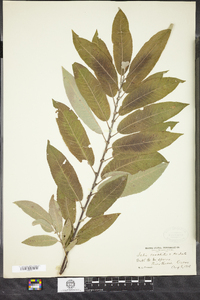 Salix bebbii image