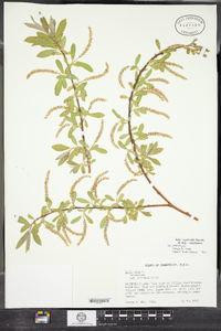 Salix sepulcralis image