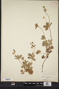 Potentilla simplex image