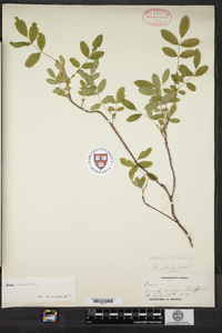 Rosa nitida image