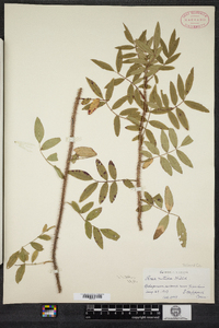 Rosa nitida image