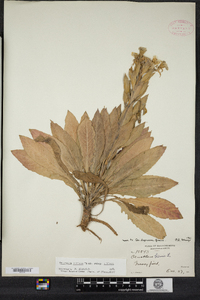 Image of Oenothera villosa