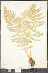 Dryopteris marginalis image