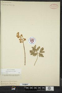 Dicentra cucullaria image