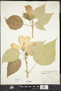 Hibiscus moscheutos image