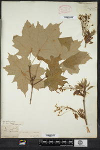 Acer saccharum image