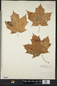 Acer saccharum image