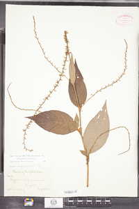 Polygonum virginianum image