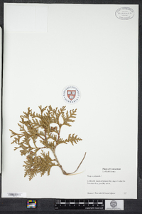 Thuja occidentalis image