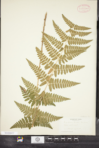 Dryopteris boottii image