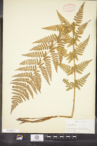 Dryopteris boottii image