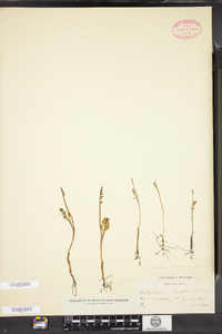 Botrychium simplex image