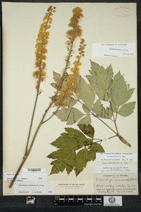 Actaea racemosa var. racemosa image