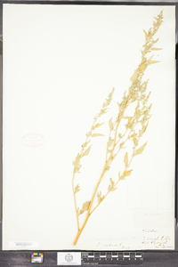 Chenopodium berlandieri var. macrocalycium image