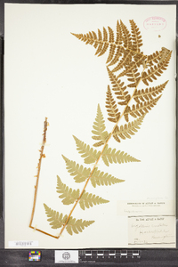 Dryopteris cristata image