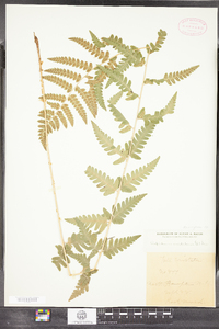 Dryopteris cristata image