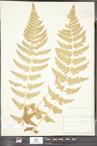 Dryopteris cristata image