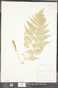Dryopteris pittsfordensis image
