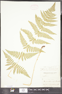 Dryopteris intermedia image