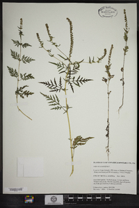 Ambrosia artemisiifolia image