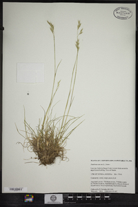 Danthonia spicata image