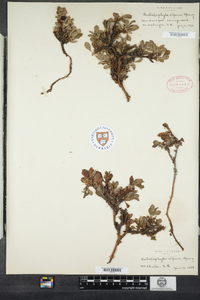 Arctostaphylos alpina var. alpina image