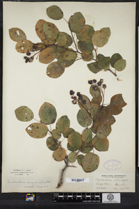 Amelanchier sanguinea image