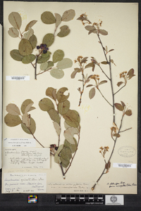 Amelanchier stolonifera image