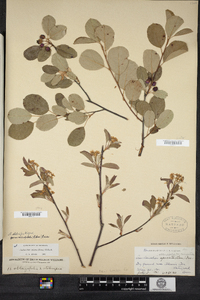 Amelanchier stolonifera image