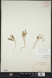 Claytonia caroliniana image