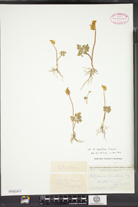 Botrychium rugulosum image