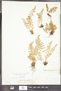 Woodsia ilvensis image