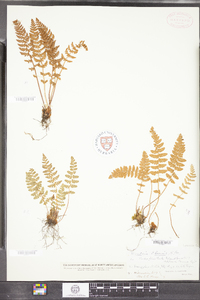 Woodsia ilvensis image