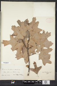 Quercus rehderi image