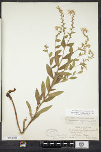 Lithospermum virginianum image