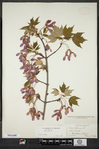 Acer rubrum image