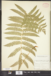 Osmundastrum cinnamomeum image