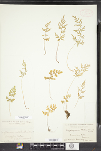 Cryptogramma stelleri image