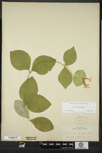 Lonicera hirsuta image