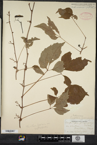 Parthenocissus quinquefolia image