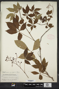 Parthenocissus quinquefolia image