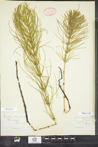 Equisetum arvense image