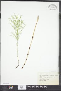 Equisetum arvense image