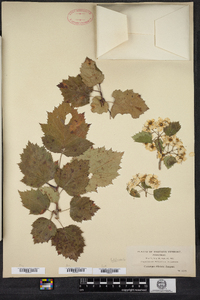 Crataegus dilatata image