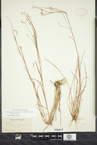 Schizachyrium scoparium image