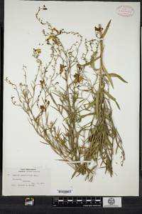 Image of Linaria genistifolia