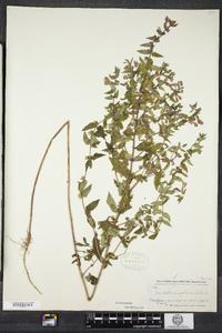 Scutellaria galericulata image