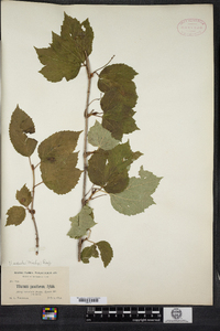 Viburnum edule image