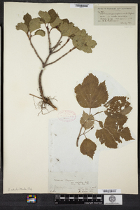 Viburnum edule image