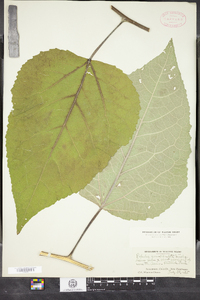 Populus grandidentata image